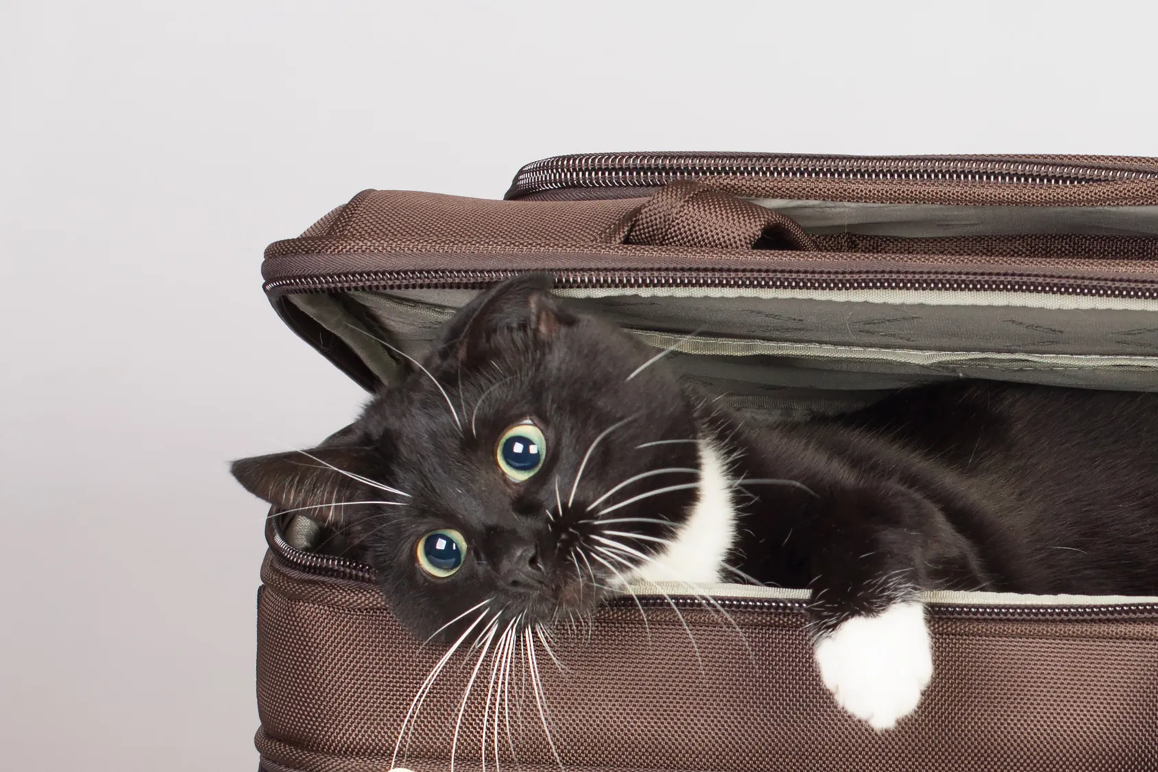 katze im zug