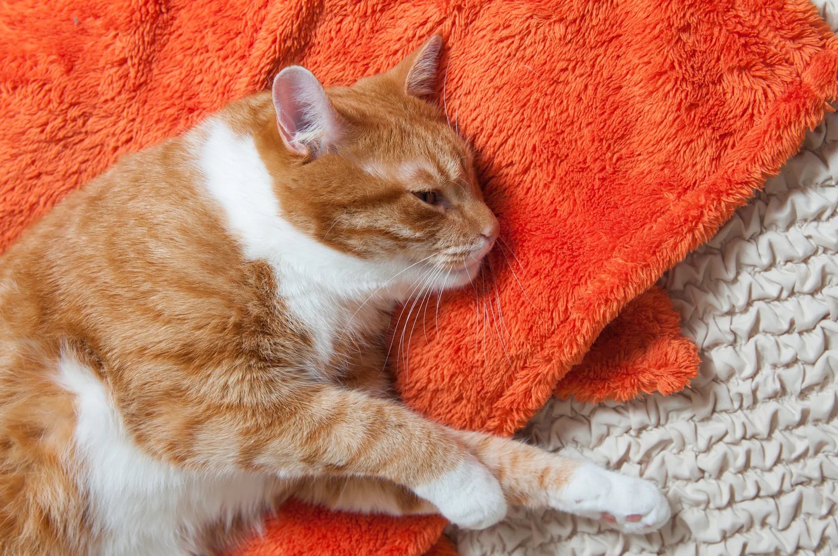 verdauungsprobleme bei katzen verdauungsprobleme bei katzen