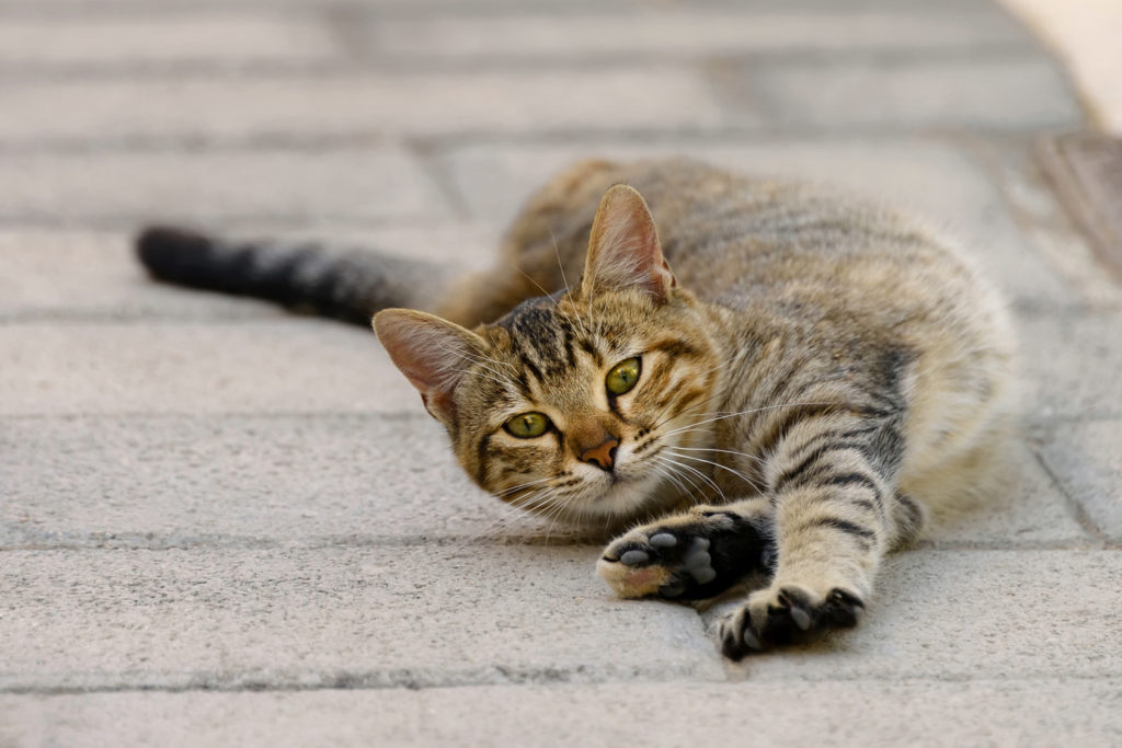 Krolsheid bij katten