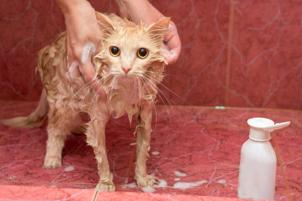 katze baden in auf steinfließen