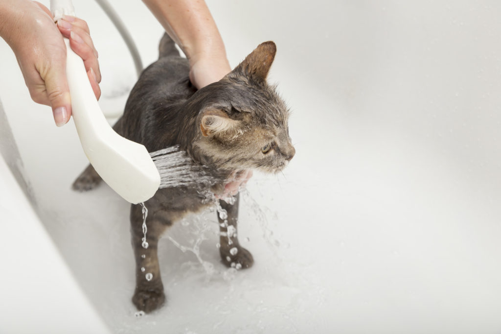 katze baden mit schlauch in badewann