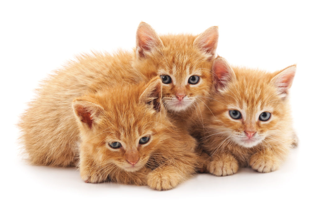 zweite katze zweite katze