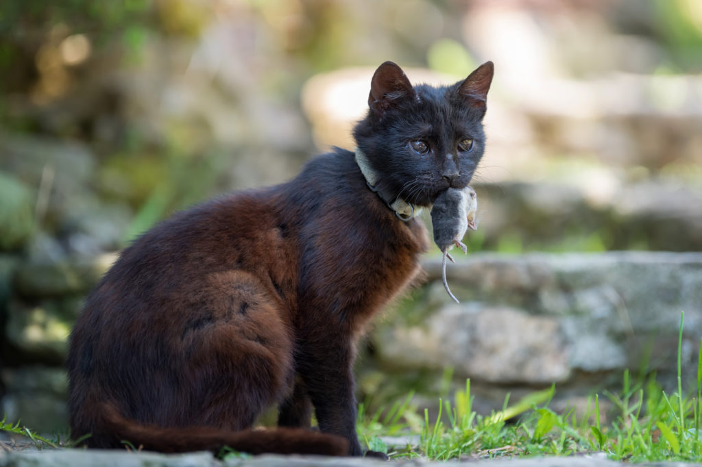katzen jagen katzen jagen