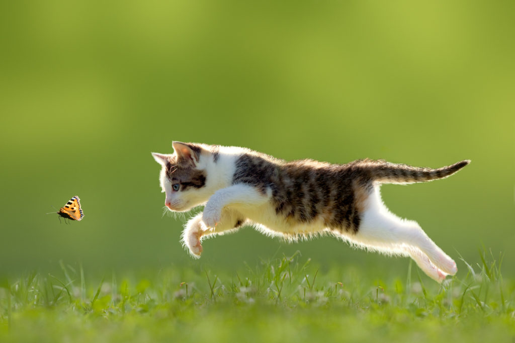 katzen jagen katzen jagen