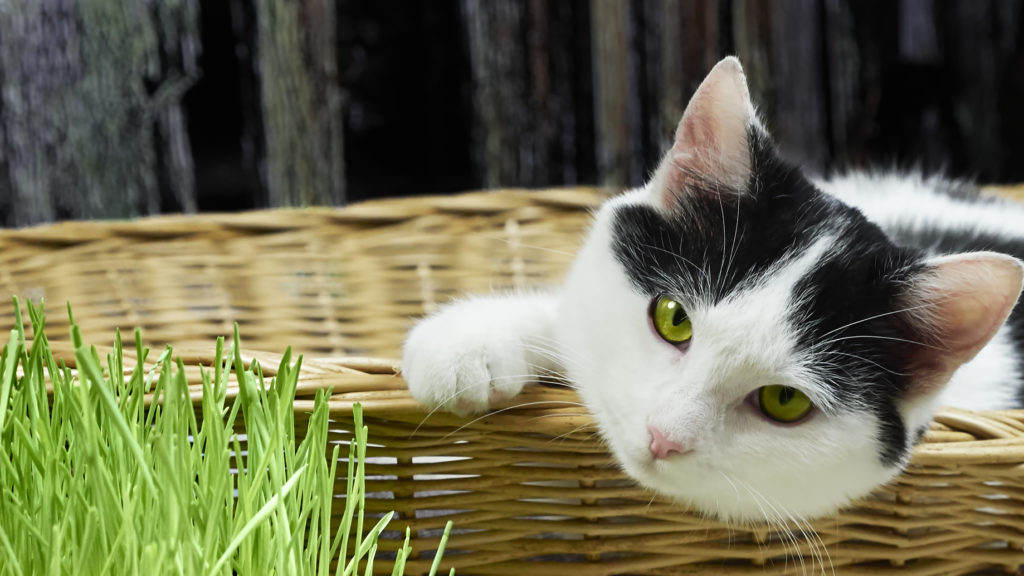 katzengras