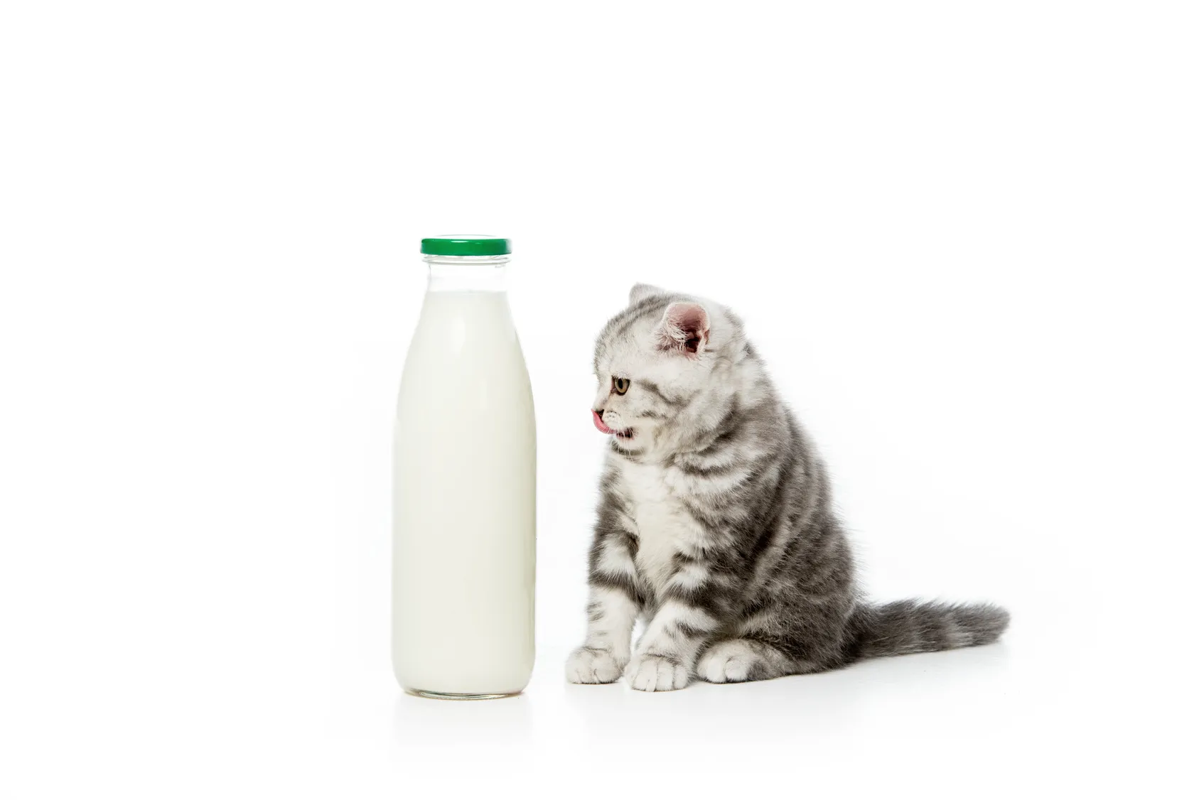 katzen milch katzen milch