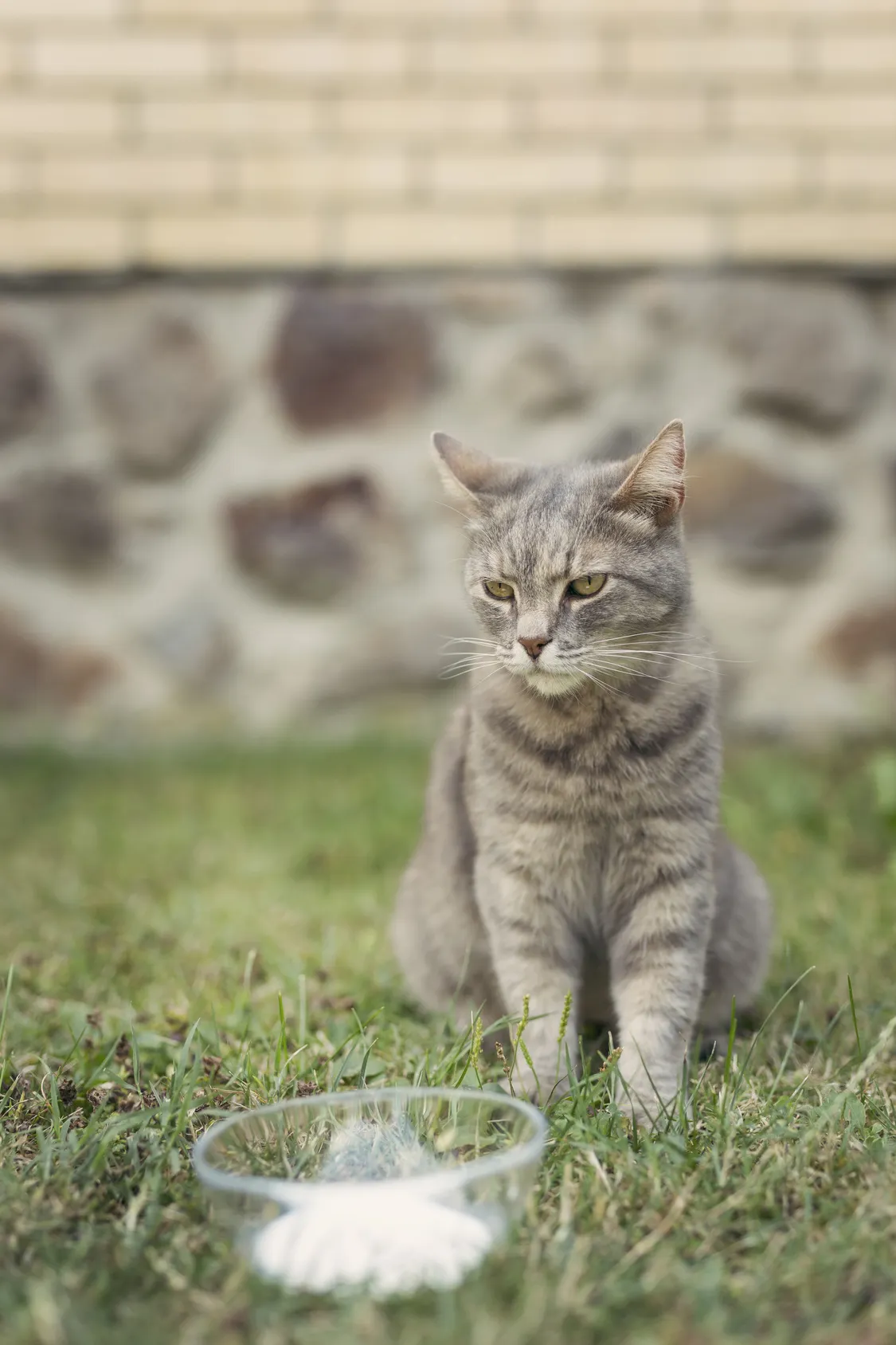 katzen milch