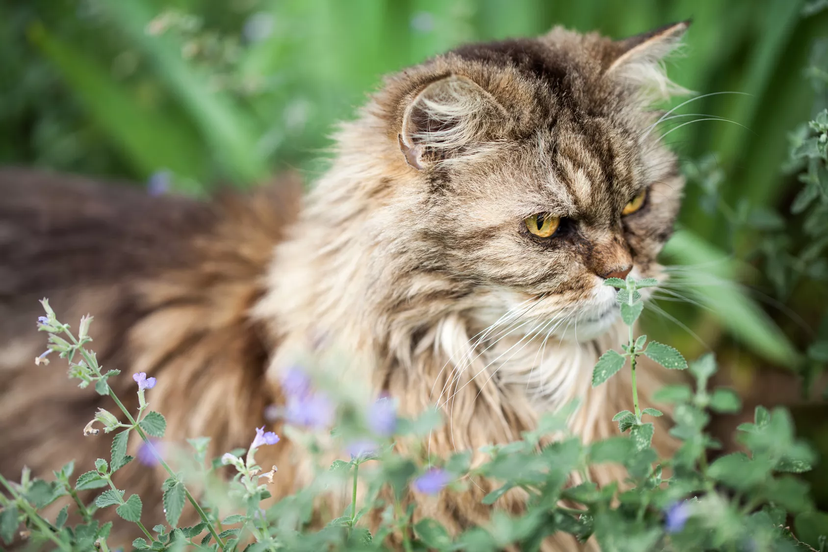 ungiftige pflanzen für katzen ungiftige pflanzen für katzen