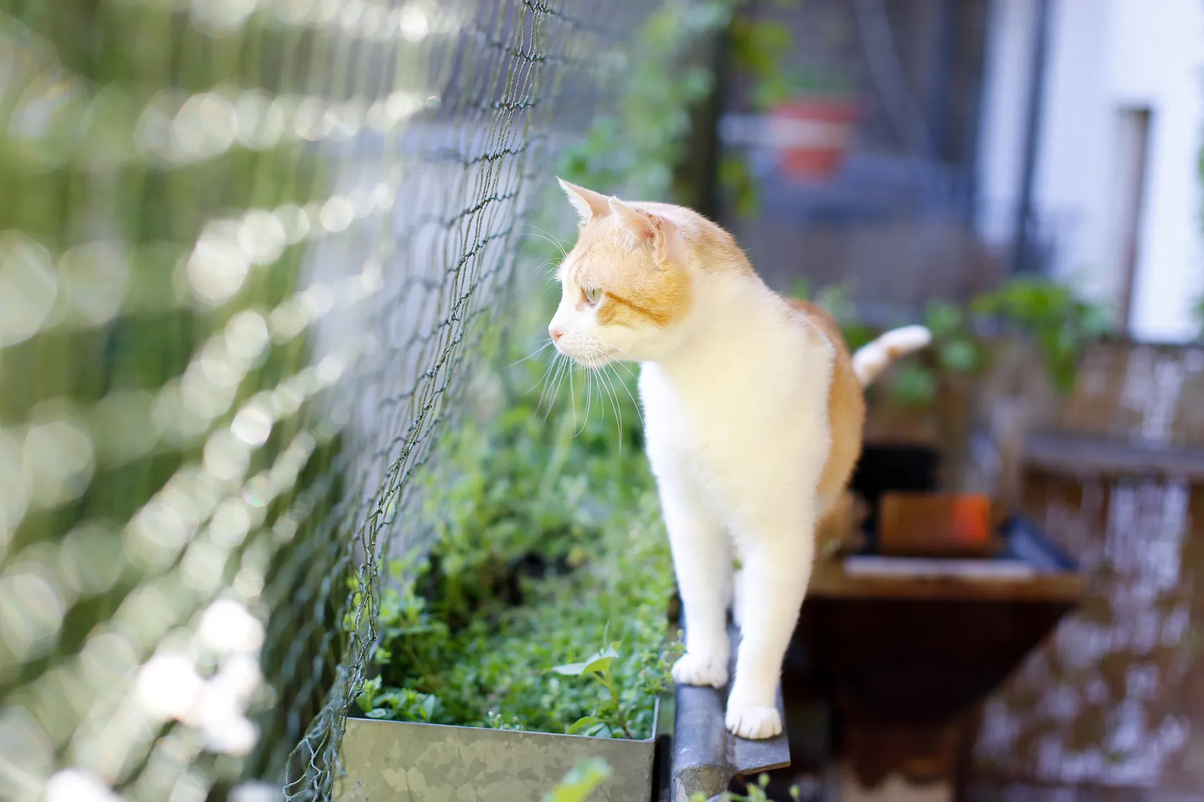 Katze sieht durch Katzennetz auf einem Balkon Katze zwischen Pflanzen und Katzennetz