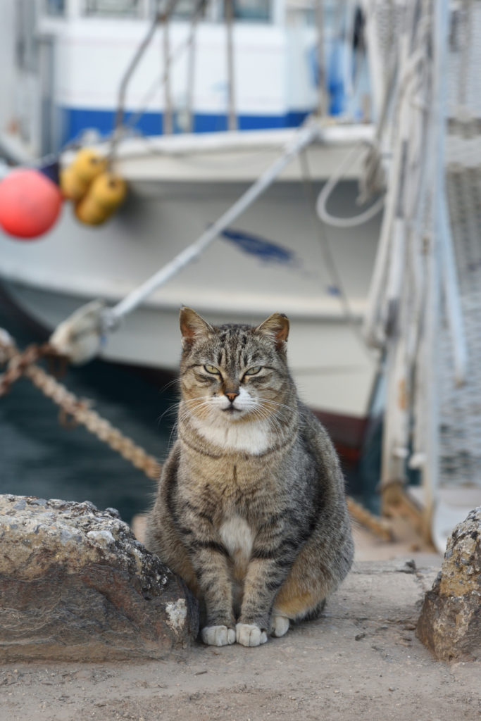 kreuzfahrt mit katze kreuzfahrt mit katze