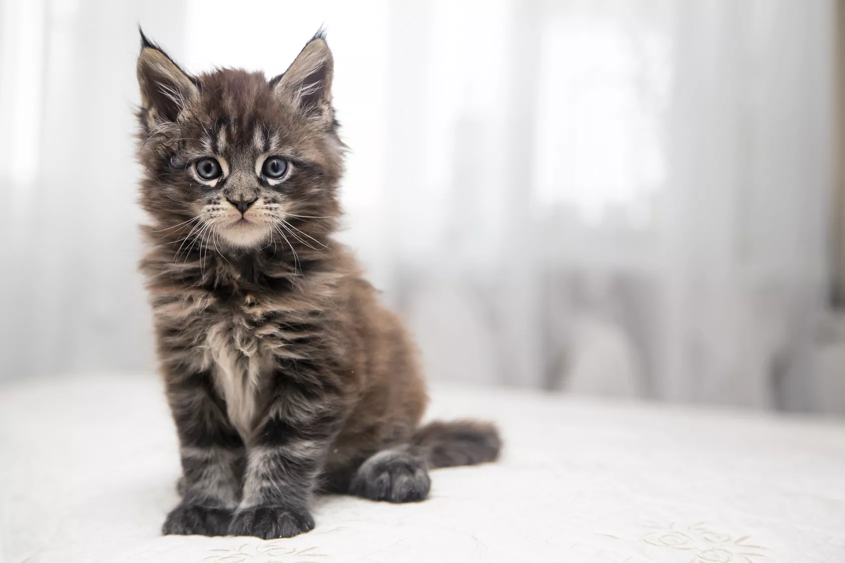 maine coon kitten maine coon kitten