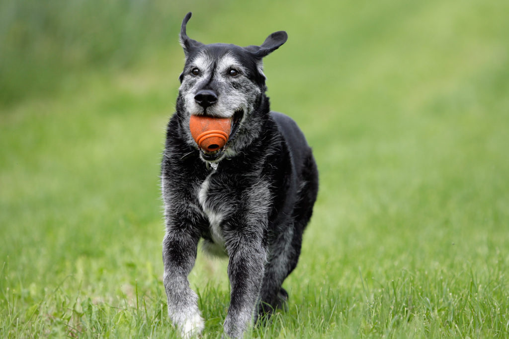 mischlingshund mit ball