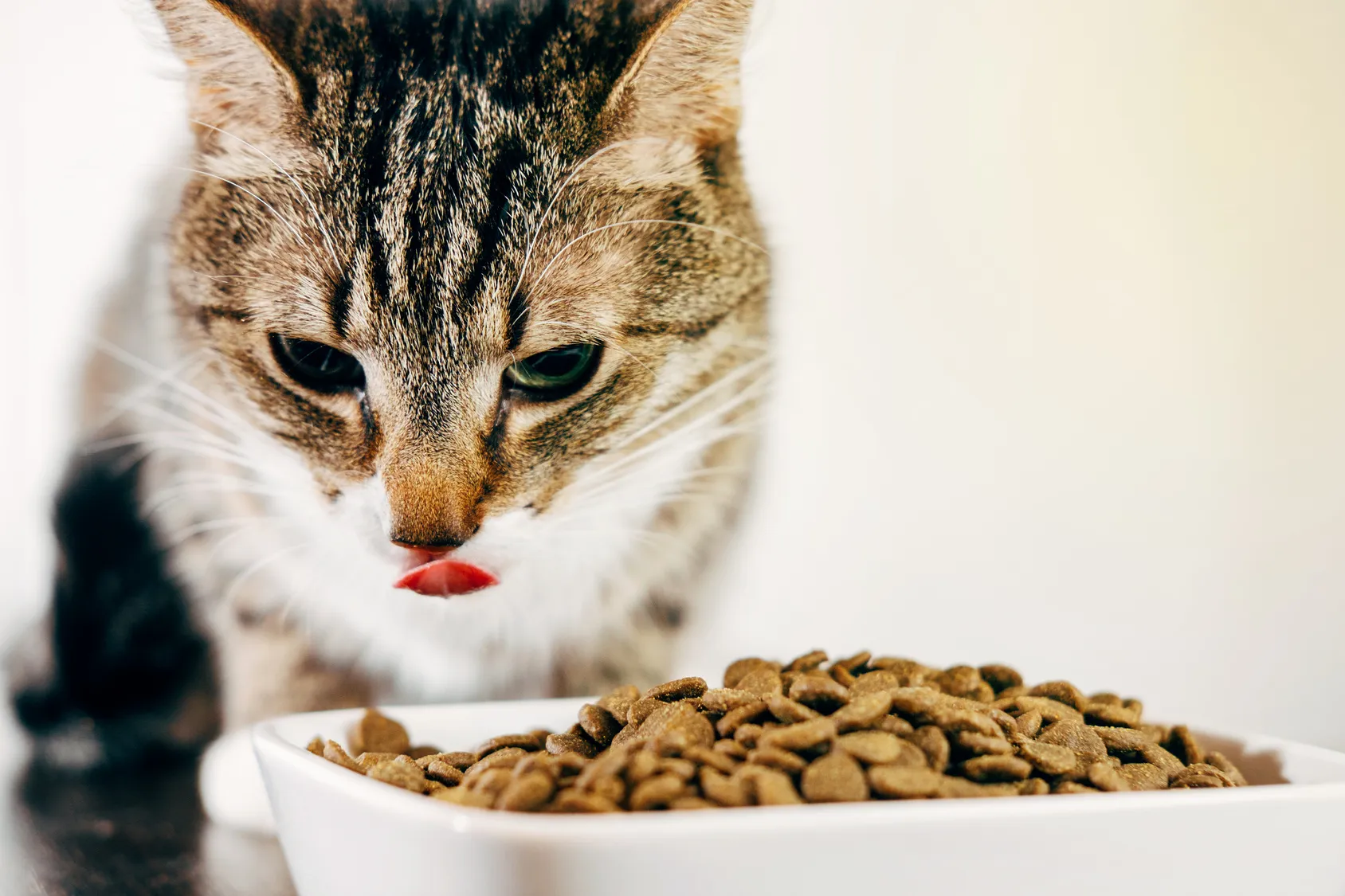 nahrungsergänzungsmittel für katzen