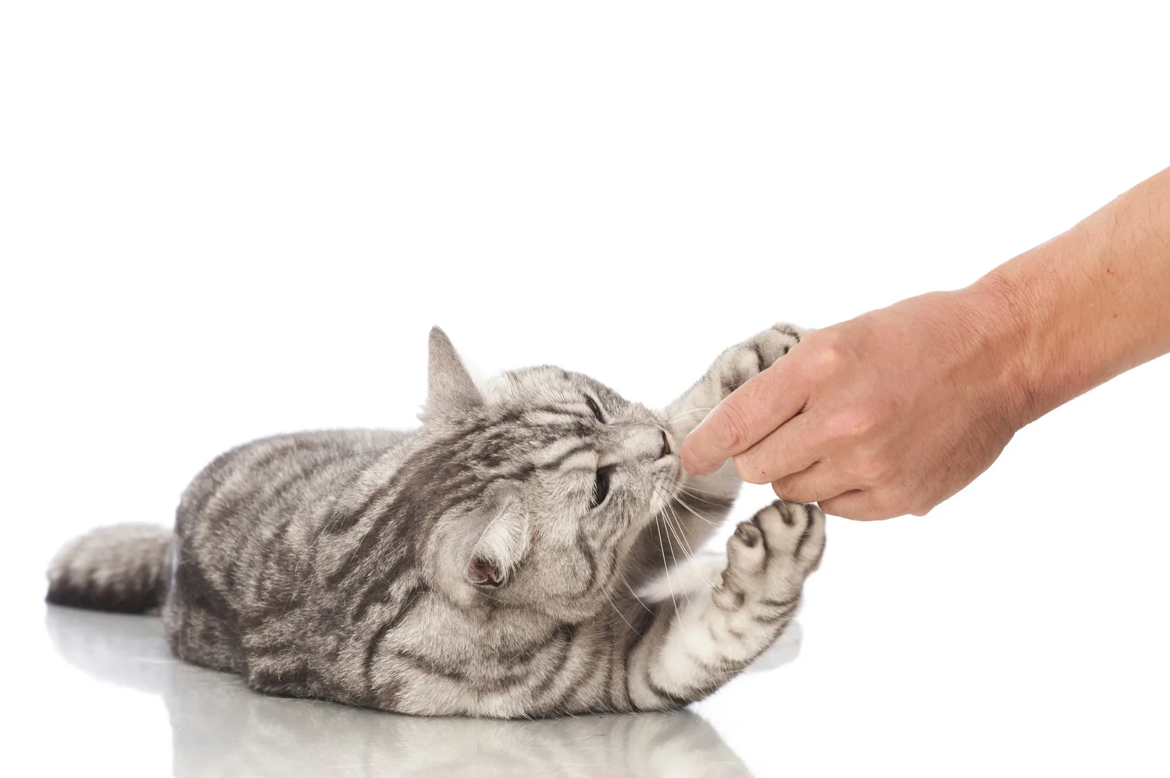 nahrungsergänzungsmittel für katzen nahrungsergänzungsmittel für katzen