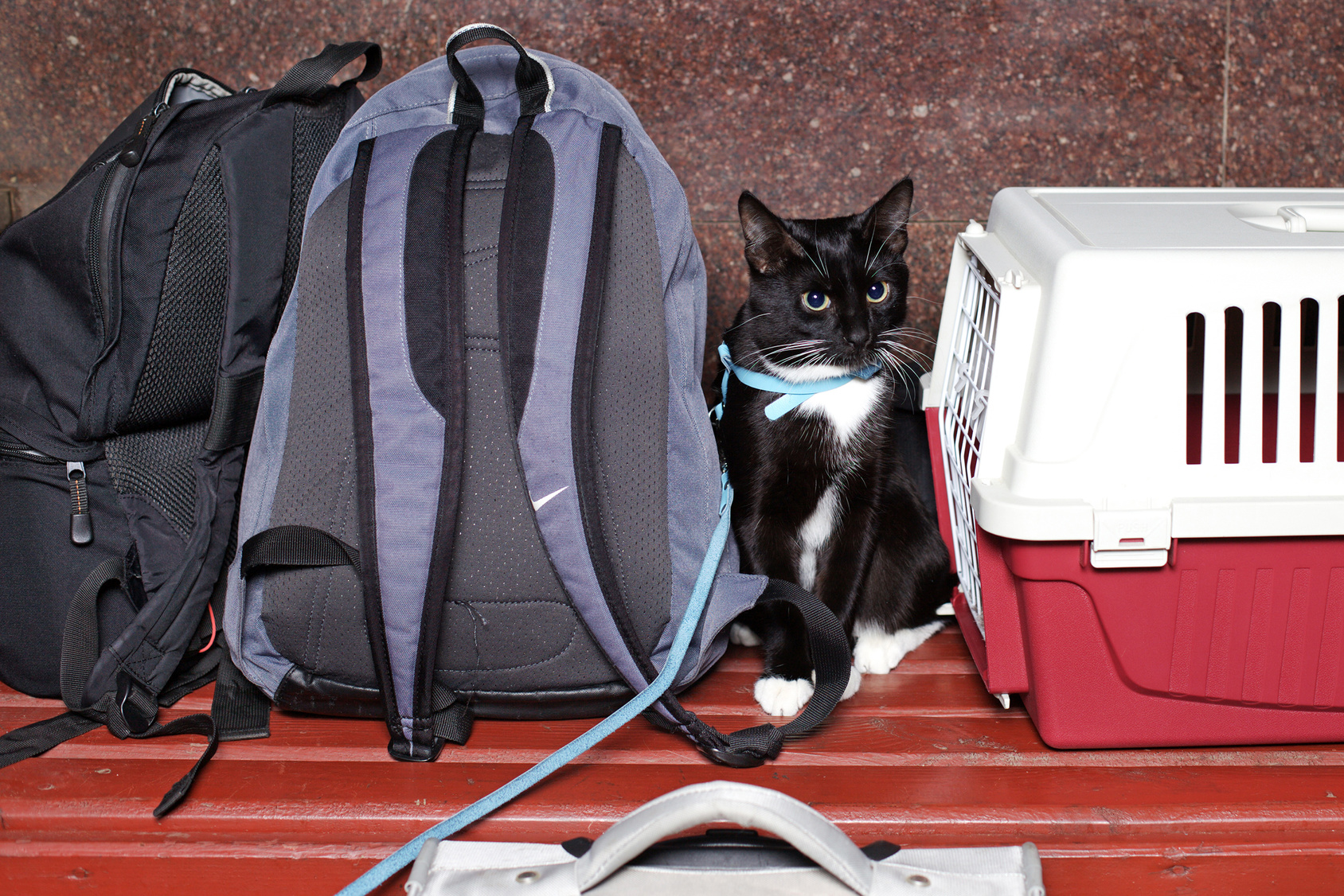 Schwarz-weiße Katze reist mit Halsband und Leine katzen reisen mit leine und transportbox
