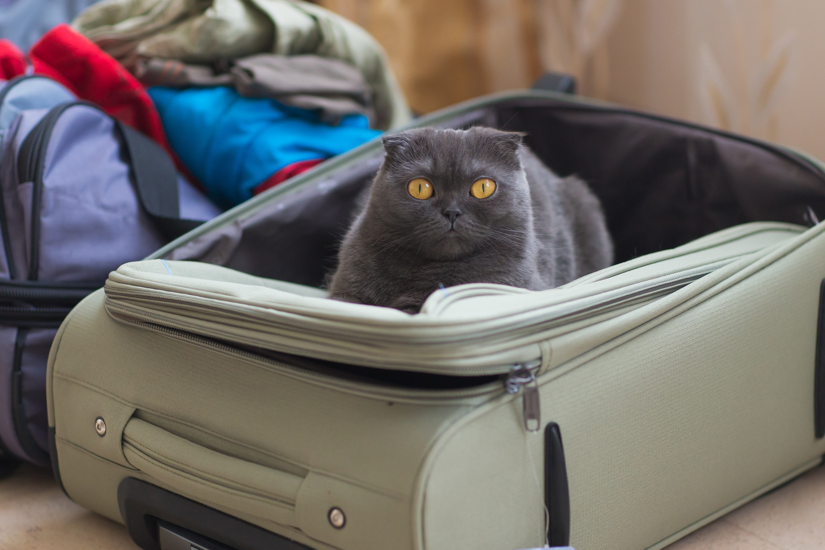 katzen reisen katzen reisen