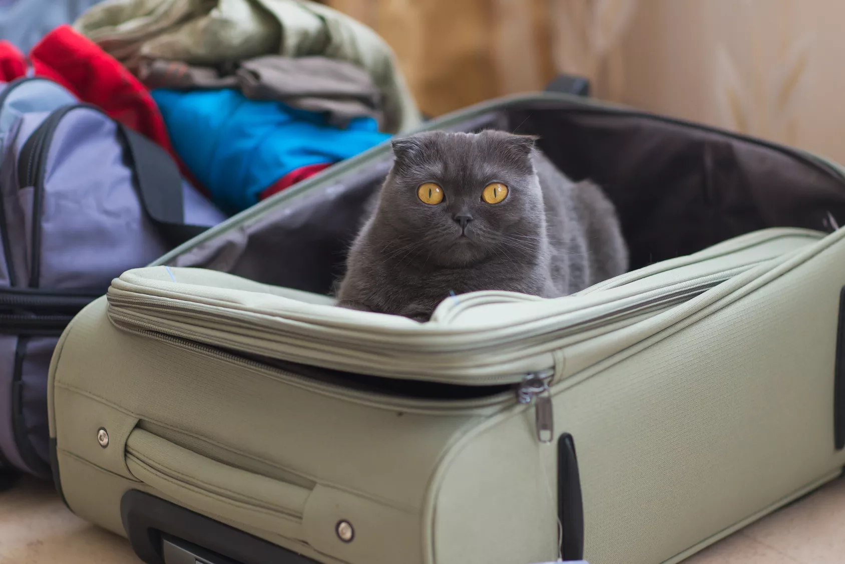 katzen reisen katzen reisen