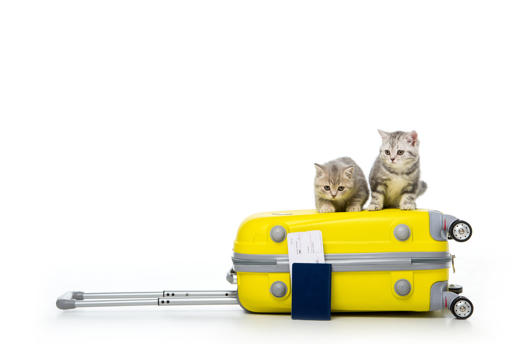 katzen reisen katzen reisen