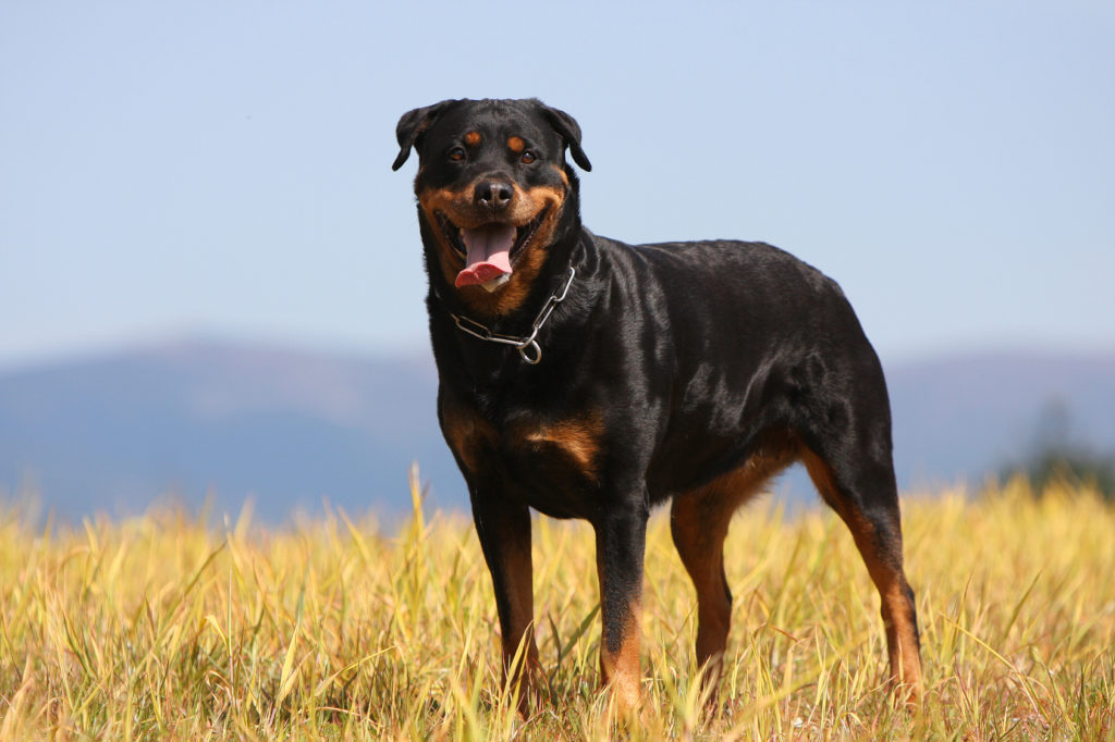 https://www.zooplus.hu/magazin/wp-content/uploads/2017/03/rottweiler-gl%C3%BCcklich-1024x682.jpg