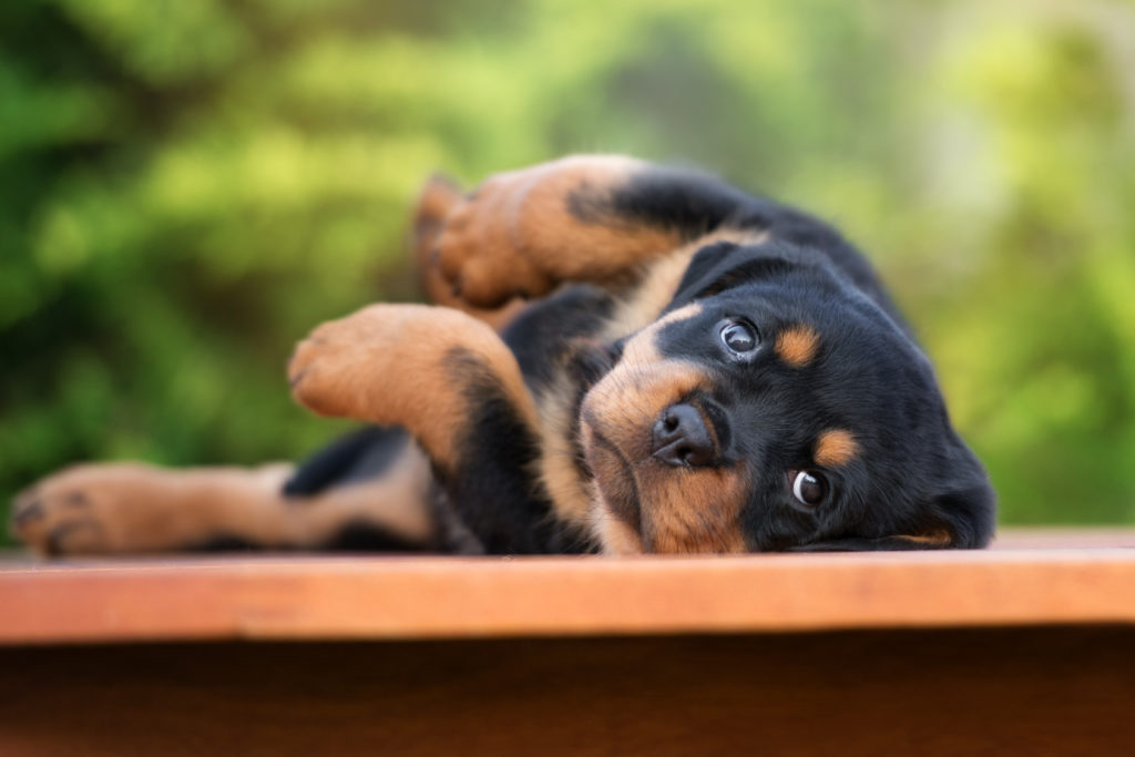 rottweiler welpe süss Rottweiler Welpe liegt verspielt halb auf dem Rücken und sieht in Richtung Kamera.