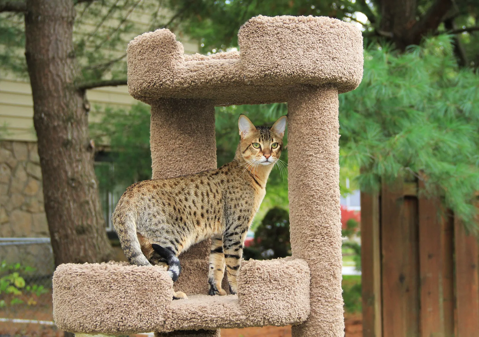savannah katzenbaum savannah katzenbaum