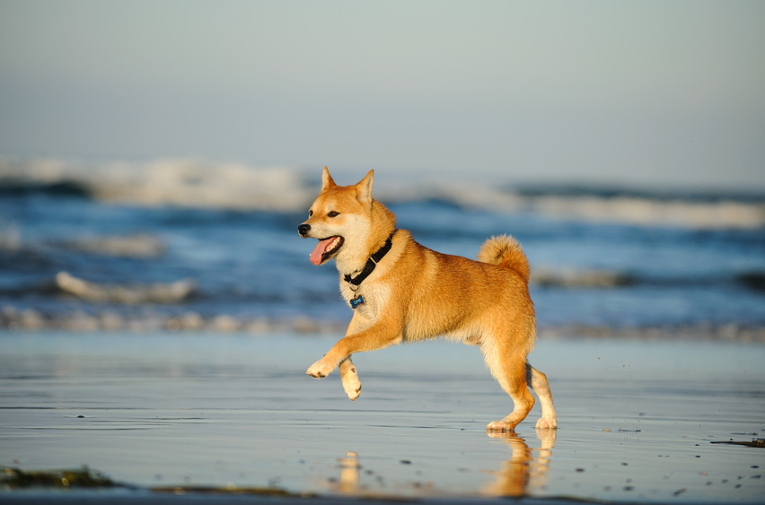 shiba inu meer