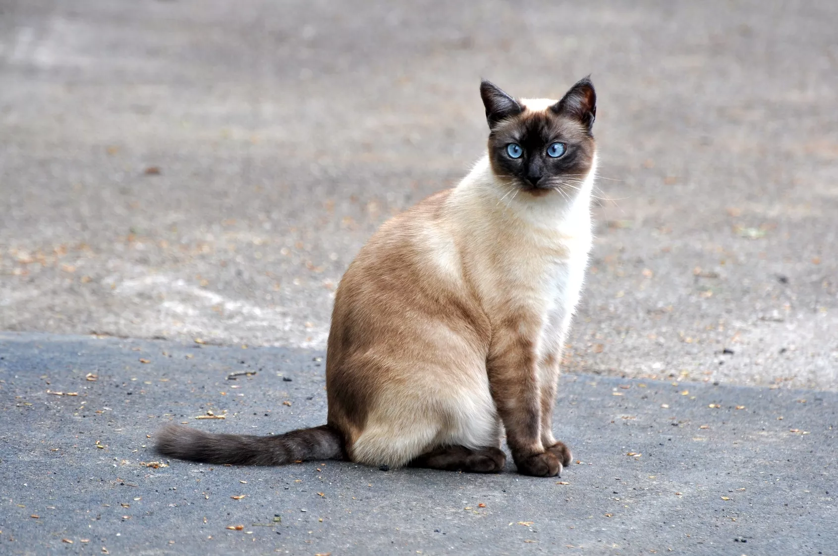 siam katze mit pointfärbung siam katze