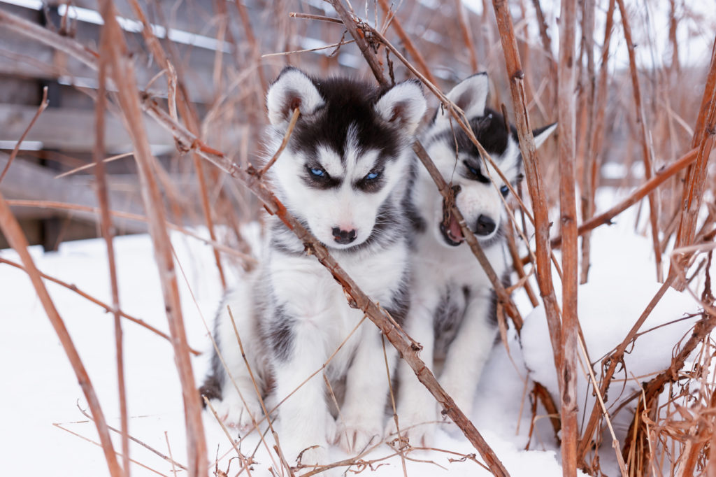 Sibirische Husky Welpen im Schnee