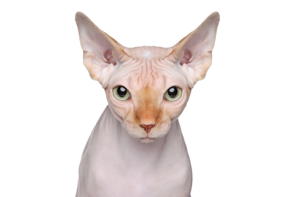Porträt Sphynx-Katze ohne Tasthaare