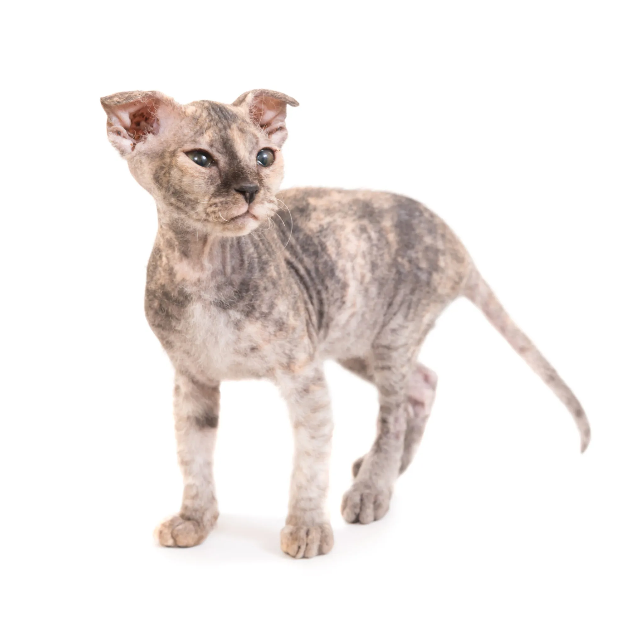 sphynx kitten sphynx kitten