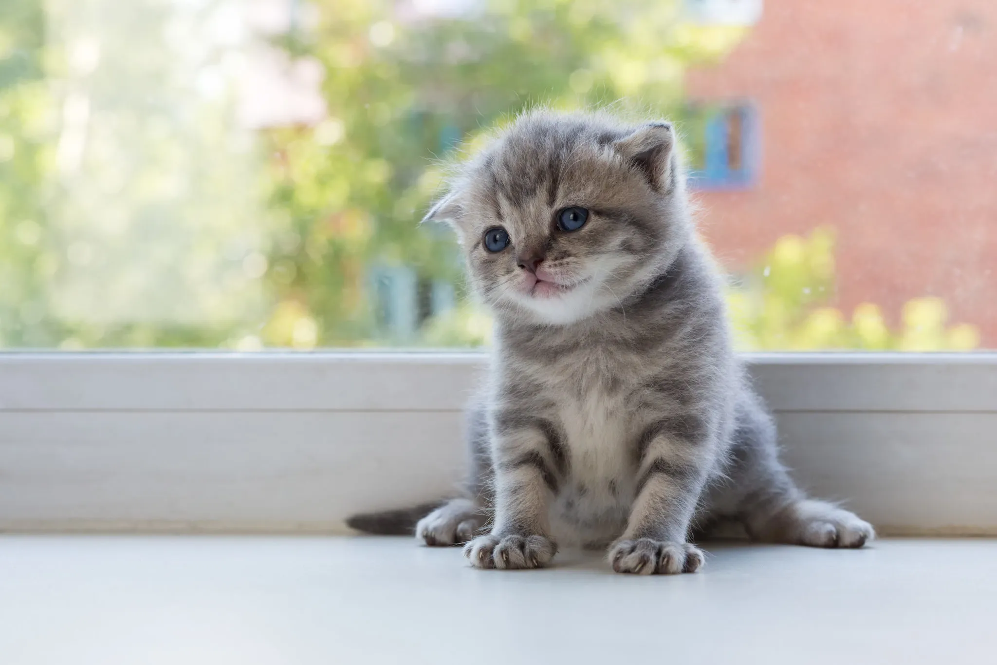 tabby scottish fold kitten