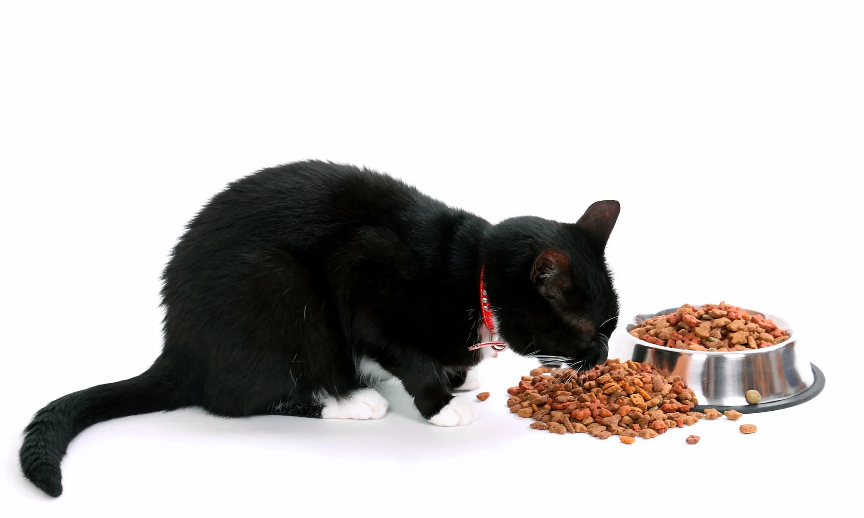 katzen trocken- oder nassfutter katzen trocken- oder nassfutter