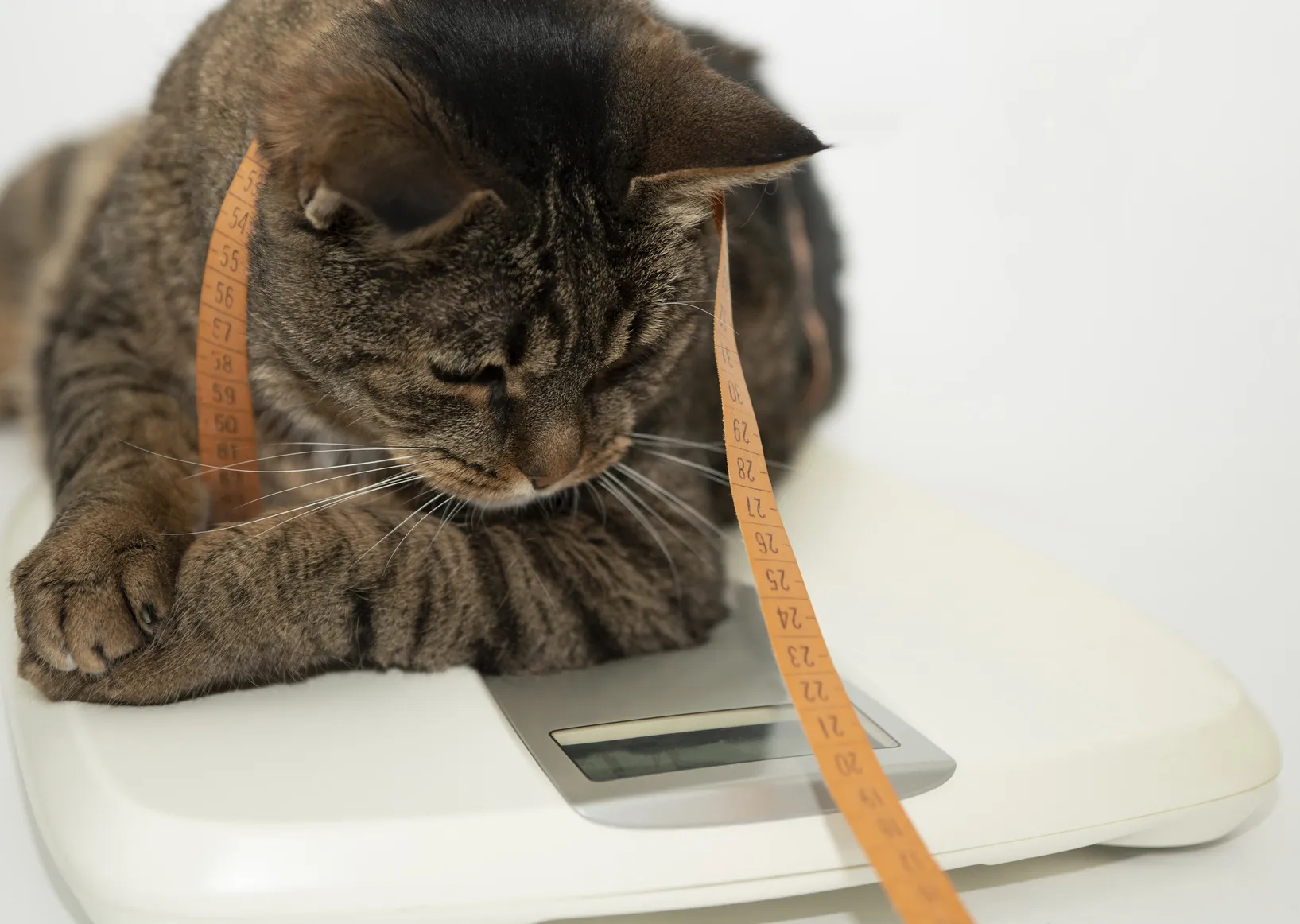 Katze auf Waage Katze liegt auf einer Waage
