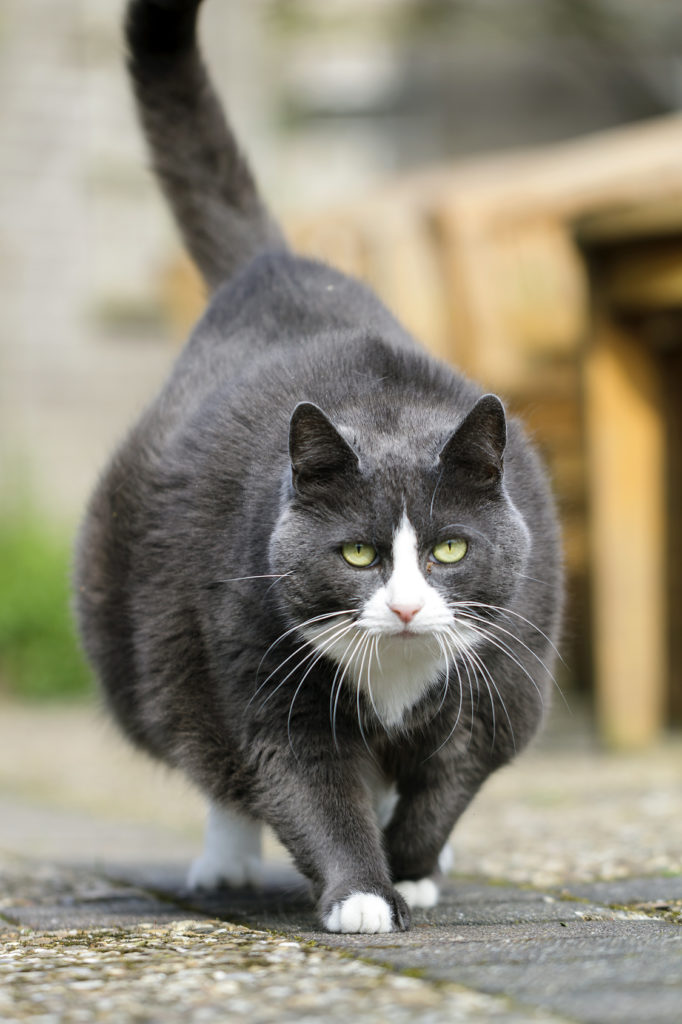 Sehr dicke Katze läuft auf einem Weg