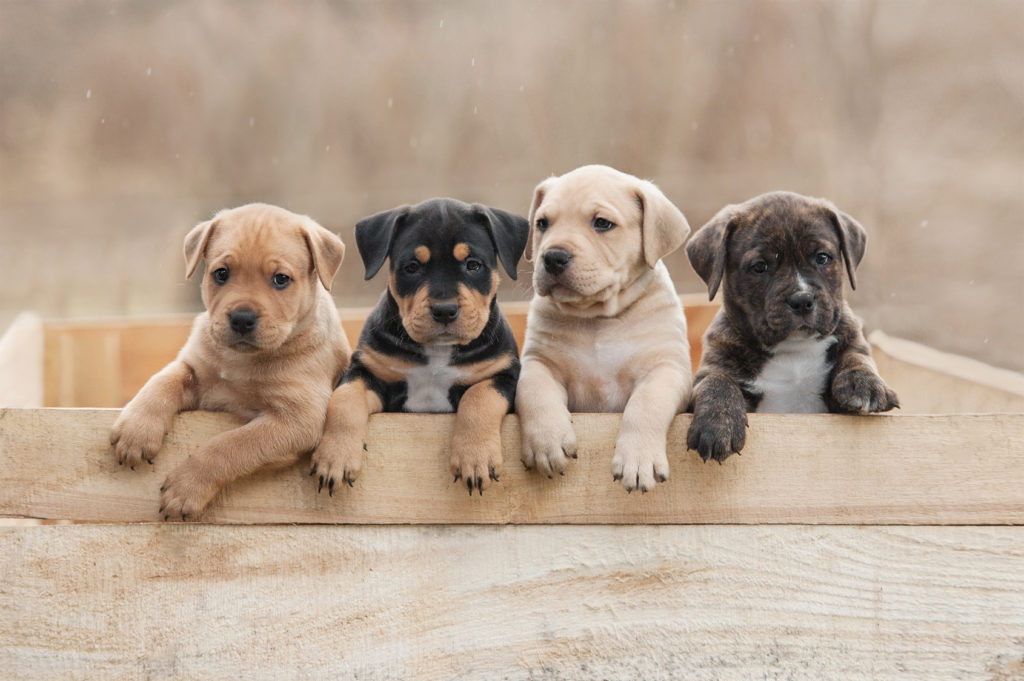 Vier American Staffordshire Terrier Welpen
