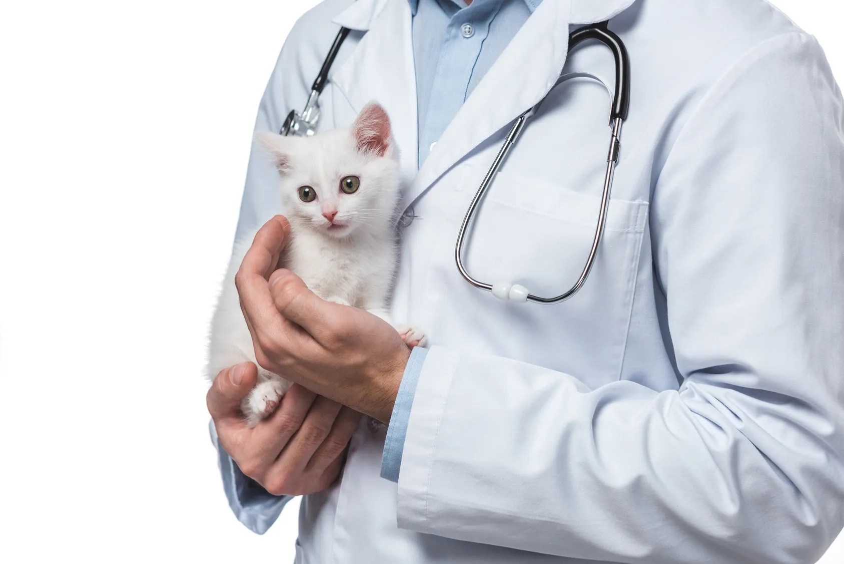 vorsorge für kitten vorsorge für kitten