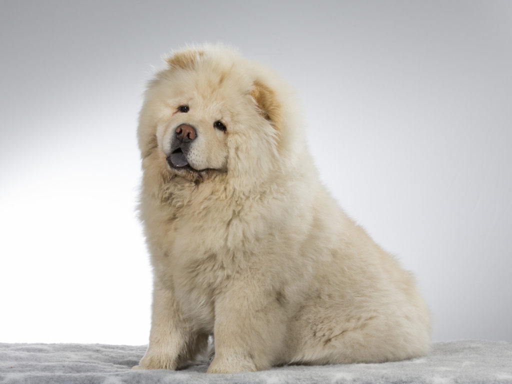 weiß chow chow weiß chow chow porträtaufnahme