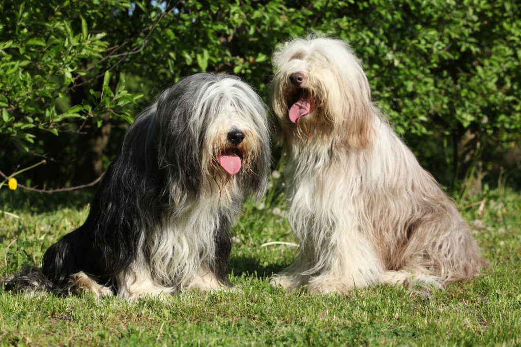 zwei bearded collie zwei bearded collies sitzen im garten