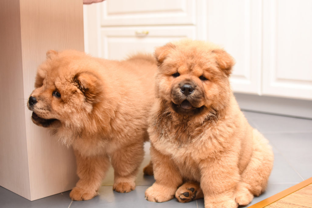 zwei chow chow welpen chow chow hundewelpen in küche