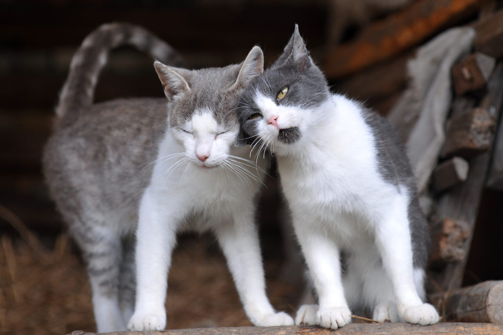 zweite katze zweite katze