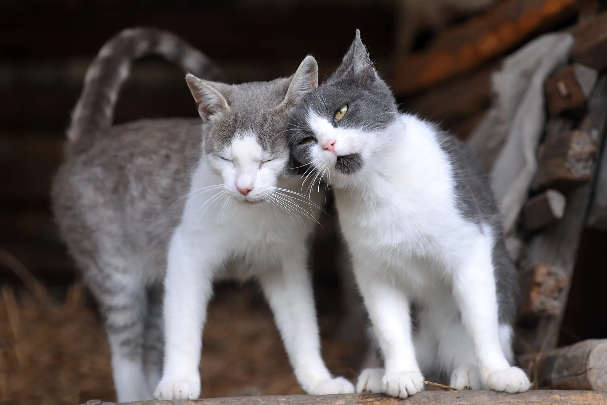 zweite katze zweite katze