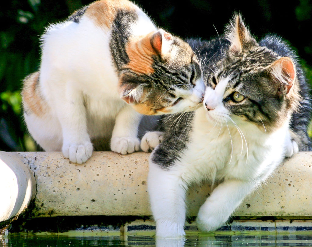 Zwei Katzen sitzen auf Balkongeländer nebeneinander zwei katzen auf balkon
