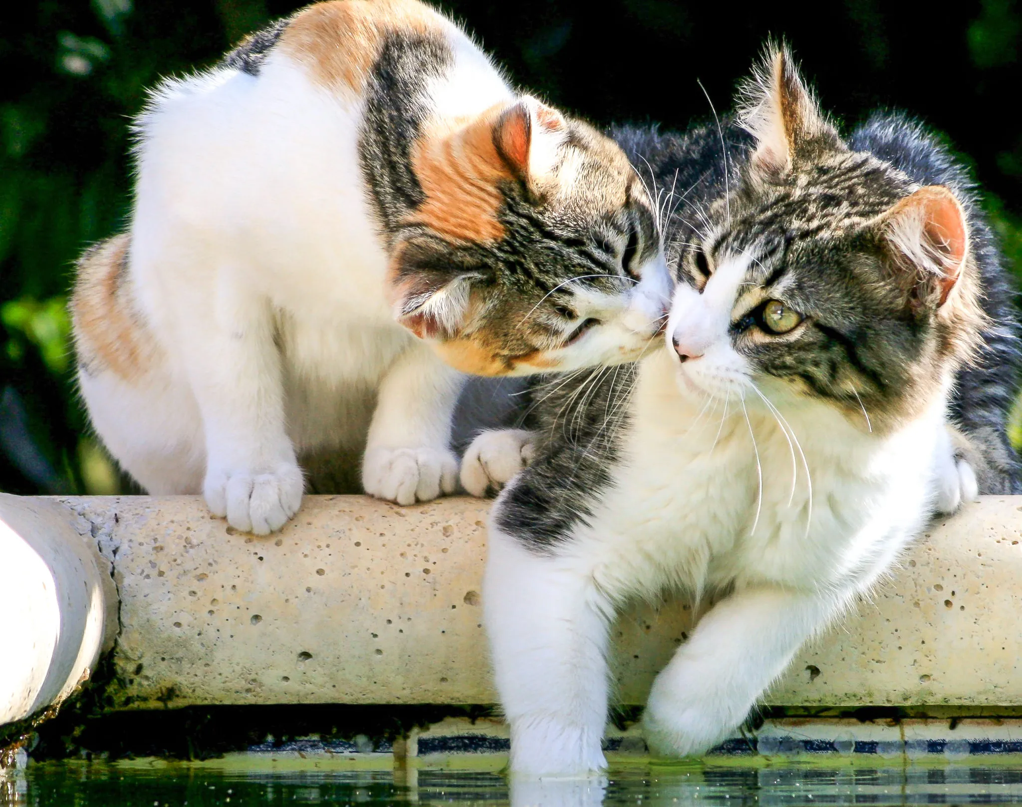 Zwei Katzen sitzen auf Balkongeländer nebeneinander zwei katzen auf balkon