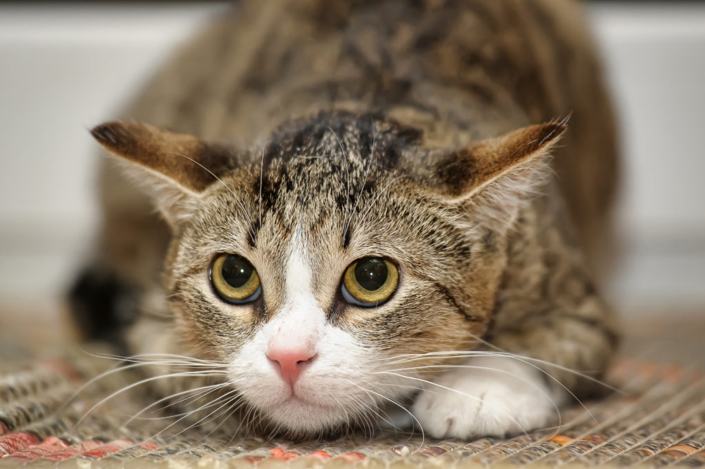 ängstliche katze ängstliche katze