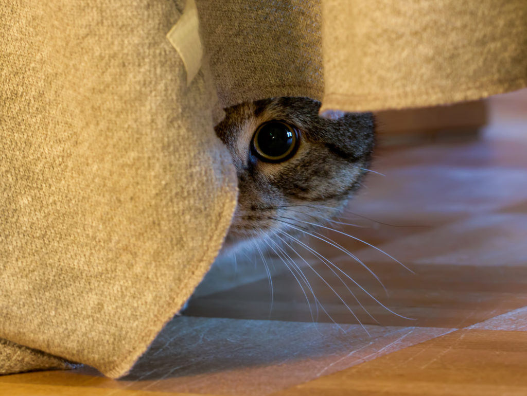 ängstliche katze ängstliche katze