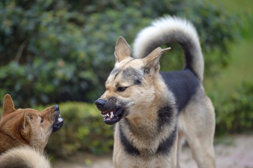aggressiver hund Zwei Hunde knurren sich an und fletschen die Zähne.