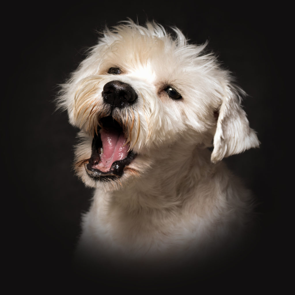 hund das bellen abgewöhnen