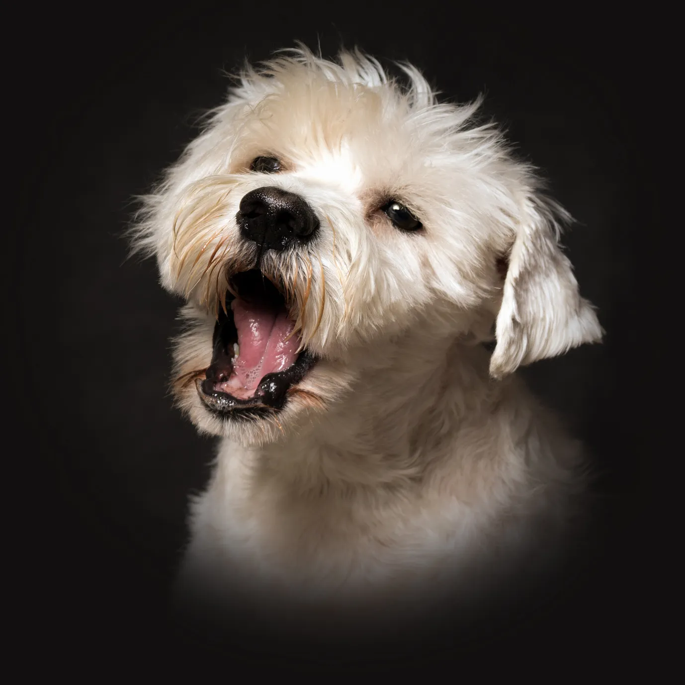 hund das bellen abgewöhnen