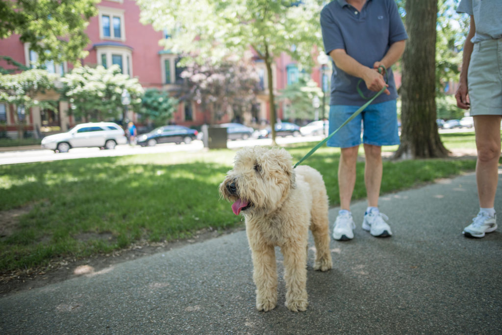 hund das bellen abgewöhnen