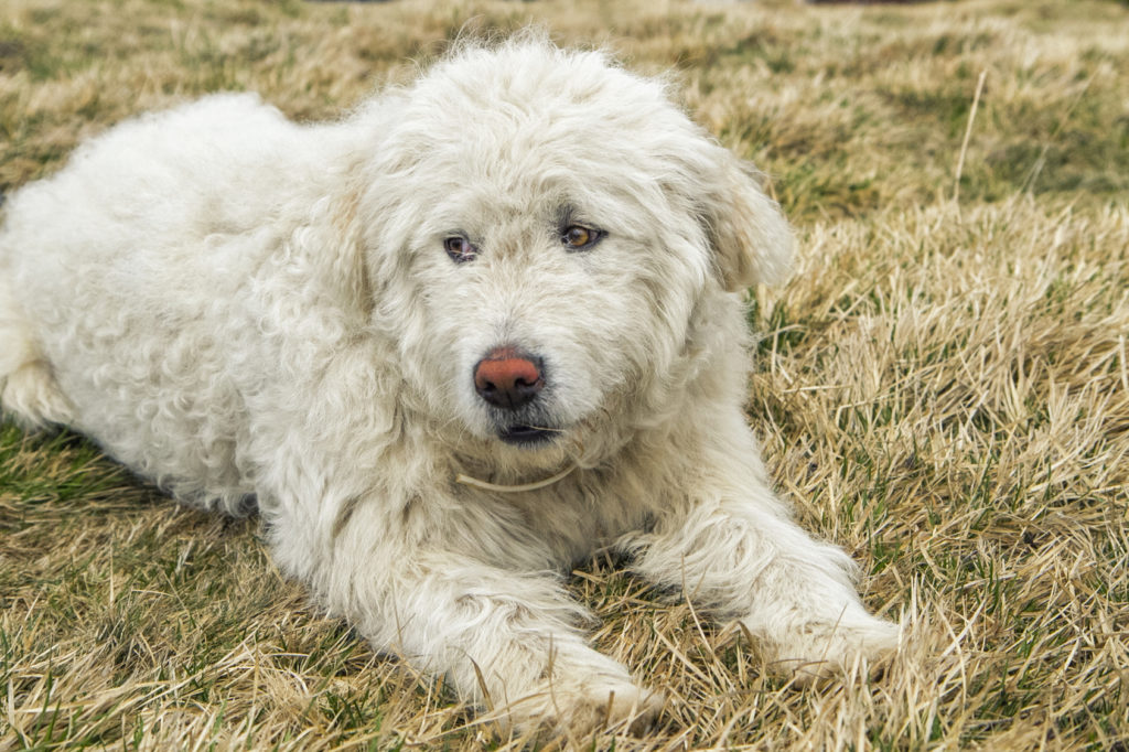 komondor welpe